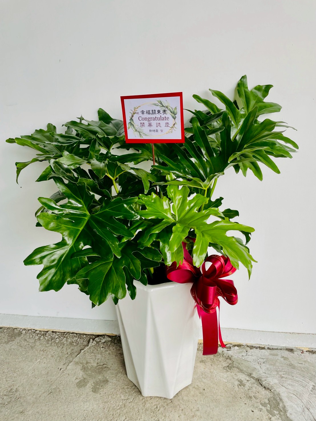 羽裂蔓綠絨盆栽